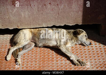 Chien de rue à Mindelo Banque D'Images