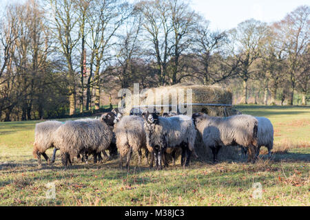 Un groupe de moutons Swaledale eating hay au centre d'un champ de Peak District. Banque D'Images