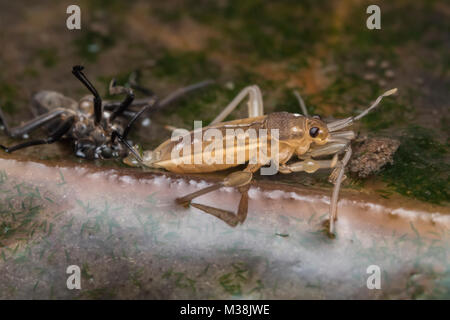 De l'eau fraîchement muées Cricket (Velia caprai Velia saulii) (ou) sur une feuille dans une autre piscine. Tipperary, Irlande. Banque D'Images