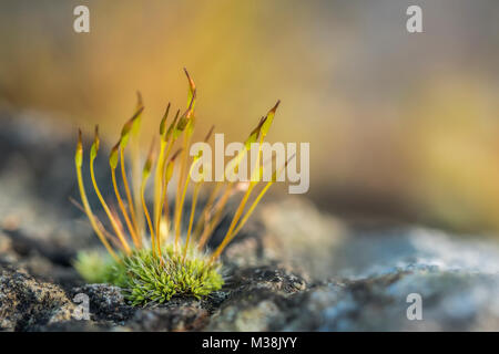 Touffe de Mousse poussant sur un rocher en bordure de route. Tipperary, Irlande. Banque D'Images