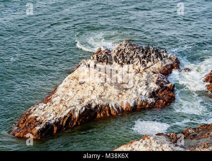 Les pingouins de Humboldt Humboldt (Spheniscus) sur le rocher dans la réserve nationale de Paracas, Lagunillas, Région de l'Ica, Pérou Banque D'Images