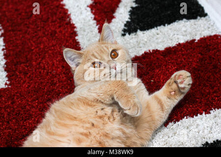 Une photo d'un chat tigré paresseux couché sur un drapeau britannique tapis. Il a l'air assez amusant et s'ennuient. Banque D'Images