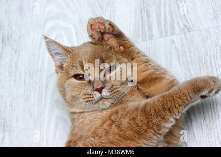 Une photo d'un mignon petit chat tigré somnolent gisant sur le sol. Il est en fait le nettoyage lui-même avec sa patte. Banque D'Images