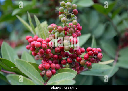 Une grappe de fruits rouges sauvages Banque D'Images