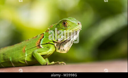 Petit Iguane vert closeup Banque D'Images