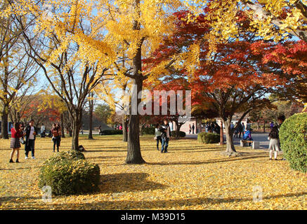 Gyeongju, Corée du Sud - 12 novembre 2017 : l'automne vue sur Daereungwon tombe royale park avec le peuple et de beaux érables et de ginkgo entourant Banque D'Images