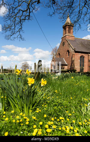 Village de Coddington, Angleterre. Vue de jonquilles printemps pittoresque en face de l'église St Mary, dans le village de Cheshire Coddington. Banque D'Images