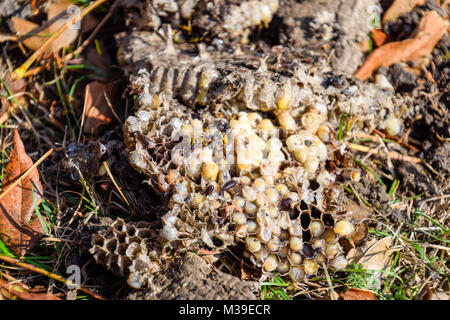 Vespula Vulgaris. Détruit nid de guêpe. Banque D'Images