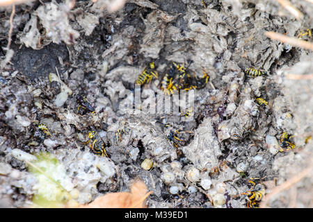 Vespula Vulgaris. Détruit nid de guêpe. Banque D'Images