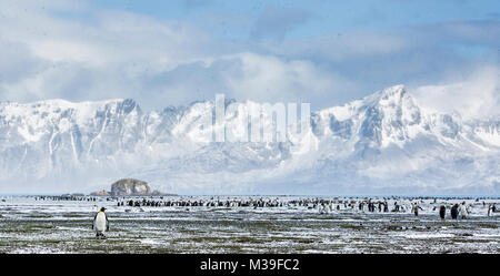 Une vue panoramique sur la plaine de Salisbury sur South Georgia island regarder en arrière vers les montagnes et la masse de manchots royaux. Banque D'Images