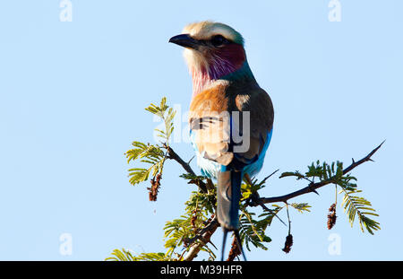 Lilac-Breasted s'asseoir les galets sur une branche à l'état sauvage en Afrique du Sud Banque D'Images