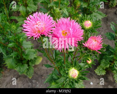 Asters rose fleurs poussent dans le jardin botanique Banque D'Images