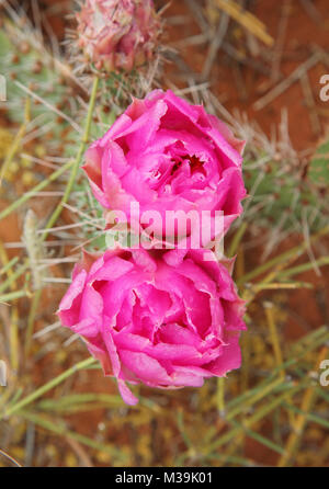 Close up de castor en fleurs de cactus dans le désert Banque D'Images