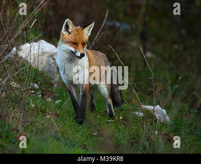 Un magnifique spécimen de renard roux isolé avec une fourrure épaisse s'approcha du bord des bois dans le parc régional de Velino-Sirente. Abruzzes, Italie, Europe Banque D'Images