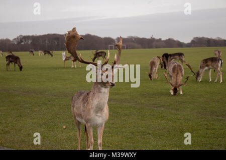 Chevreuil dans Phoenix Park, Dublin. Banque D'Images