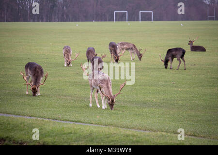 Chevreuil dans Phoenix Park, Dublin. Banque D'Images