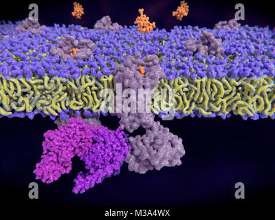 La liaison aux récepteurs opioïdes de l'enképhaline. Illustration d'ordinateur de molécules de l'enképhaline (orange) se liant aux récepteurs opioïdes delta (gris) dans la membrane d'une cellule (violet et jaune). Enképhalines sont des peptides opioïdes. La liaison de l'endorphine à l'récepteurs opioïdes delta mène à l'activation d'une protéine G (violet vif) et une cascade de signaux qui a des effets antidépresseurs et analgésiques. Banque D'Images