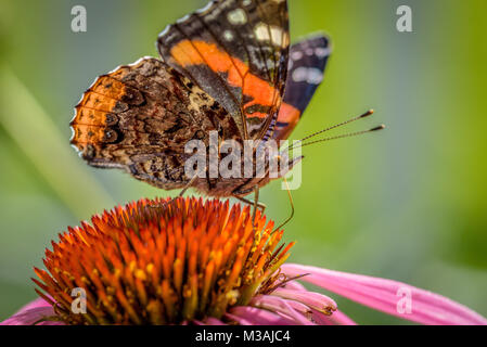 Gros plan macro vue latérale d'un papillon d'un nectar potable l'échinacée en été Banque D'Images