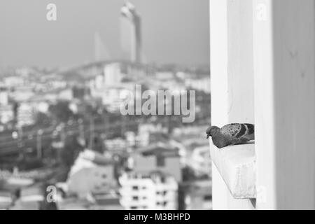 Un pigeon sur un rebord à Bangkok, Thaïlande Banque D'Images