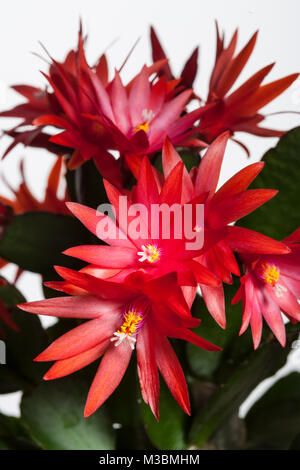 Julkaktus, cactus de Noël (Schlumbergera x buckleyi) Banque D'Images