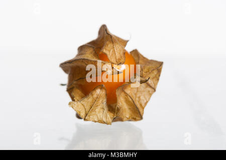 Physalis, Kapkrusbär (Physalis peruviana) Banque D'Images