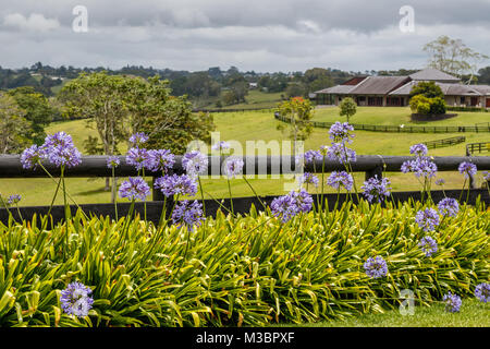 Blooming Agapanthus, ou Lily of the Nile près de la clôture. Concept de l'Australie rurale. Le Queensland, Australie. Banque D'Images