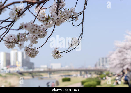 'Sakura' japanese cherry blossom Banque D'Images