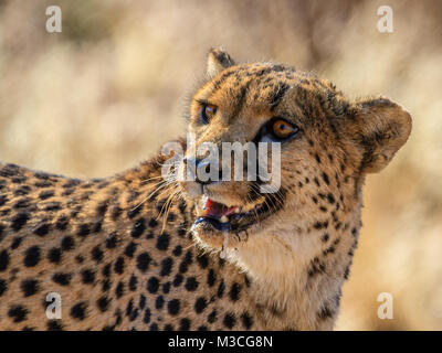 Cheetah dans Erindi Private Game Reserve, la Namibie, l'Afrique. Head shot. Banque D'Images