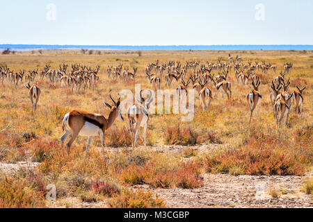 Springbok troupeau dans la savane du Parc National Etosha, Namibie, Afrique Banque D'Images