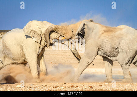 La lutte contre les éléphants africains bull à trou d'eau dans le parc national d'Etosha, Namibie, Afrique Banque D'Images