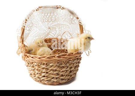 Jaune, petit fluffy poulets dans le panier de Pâques sur un fond blanc Banque D'Images