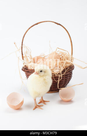 Jaune, petit fluffy poulets dans le panier de Pâques sur un fond blanc Banque D'Images