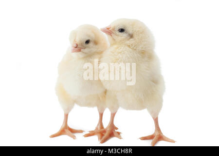 Les petits poulets de Pâques jaune moelleux sur fond blanc Banque D'Images