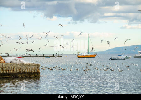 Les bateaux de pêche avec flock of seagulls voler autour, dans le port de Milazzo Banque D'Images