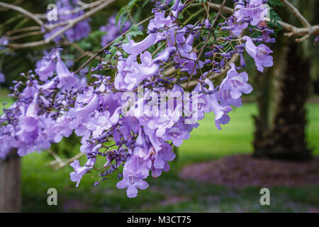 La floraison des jacarandas, Queensland, Australie. Close up. Banque D'Images