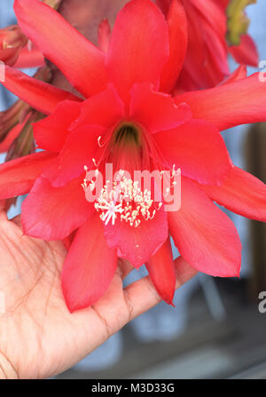 Close up of Epiphyllum ackermannii Epiphyllum ou rouge ou connu sous le nom de cactus orchidée isolated Banque D'Images