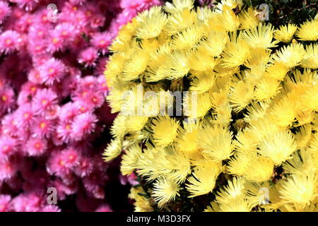 Cochon rose et jaune fleurs face ou Mesembryanthemum, usine à glace, fleurs en pleine floraison de marguerites Livingstone Banque D'Images