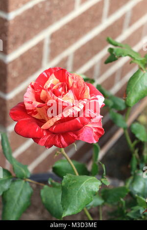 Close up of Tiger Framboise Rose en pleine floraison Banque D'Images