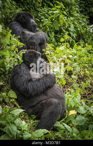 La mère et le bébé gorille de montagne (Gorilla beringei beringei) Banque D'Images