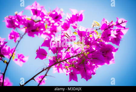 Un gros plan photo de bougainvilliers roses dans un ciel bleu. Banque D'Images