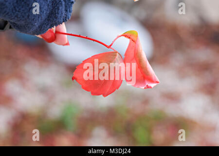 La femme, red nails, tenant une feuilles automne rouge Banque D'Images