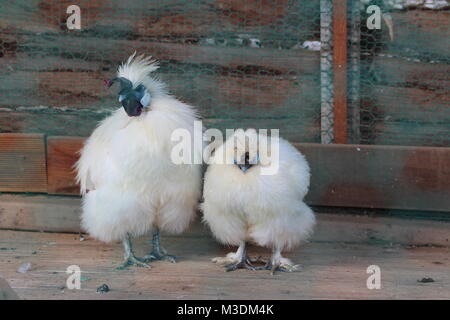 Silkie blanc coquelet dans la cage, la Corée du Sud Banque D'Images