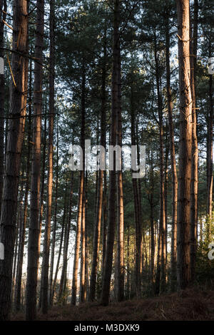 Lumière d'hiver tôt le matin dans la forêt de Sherwood dans le Nottinghamshire England UK Banque D'Images