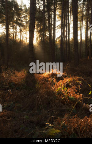 Lumière d'hiver tôt le matin dans la forêt de Sherwood dans le Nottinghamshire England UK Banque D'Images