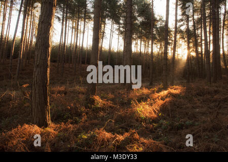 Lumière d'hiver tôt le matin dans la forêt de Sherwood dans le Nottinghamshire England UK Banque D'Images