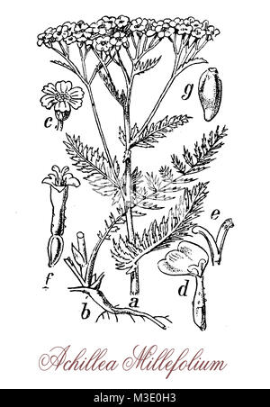 Vintage gravure de l'Achillea millefolium achillée ou plante à fleurs , utilisé en aménagement paysager et en médecine traditionnelle comme astringent. Banque D'Images