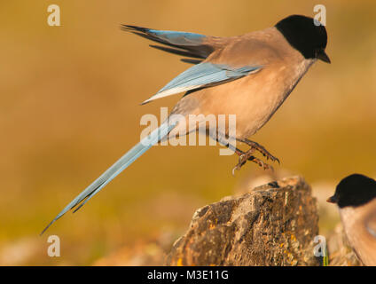 Azured (Cyanopica cyanus) Magpie sur un froggy matin dans un paysage espagnol. Banque D'Images