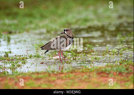 Le sud de sociable (vanellus chilensis) sur le bord des zones humides, l'Araras Ecolodge, Mato Grosso, Brésil Banque D'Images