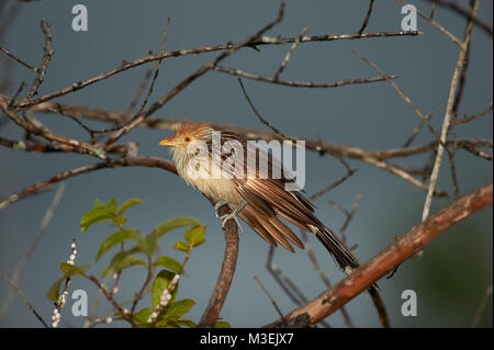 Guira guira Guira Cuckoo () perché dans un arbre, Araras Ecolodge, Mato Grosso, Brésil Banque D'Images