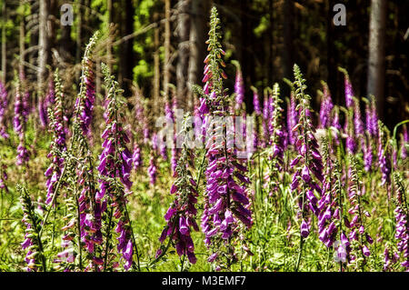 Foxglove en été prises en 2015 Banque D'Images